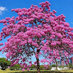 Ipê Rosa - Handroanthus avellanedae - 5 Sementes