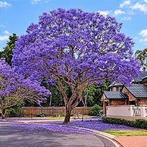 Jacarandá Azul Mimoso - Jacaranda mimosifolia Bignoniaceae: 5 Sementes