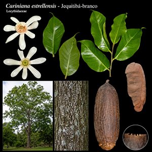 Jequitibá Branco - Cariniana estrellensis - 5 Sementes