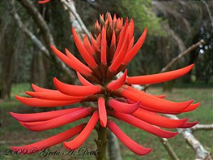 Mulungu do litoral - Erythrina speciosa - 3 Sementes