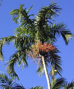 Palmeira Carpentaria - Carpentaria acuminata - 3 Sementes