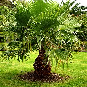 Palmeira Leque - 3 Sementes