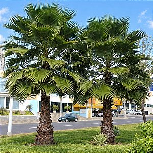 Palmeira Sabal de Cuba - Sabal Jamaicensis: 3 Sementes