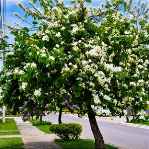 Pata de Vaca Branca - Bauhinia Forficata: 3 Sementes