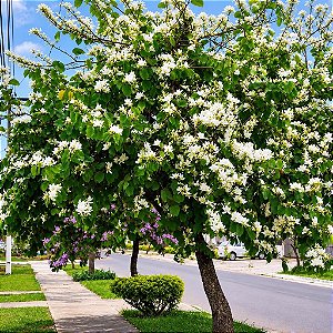 Pata de Vaca Branca - Bauhinia Forficata: 3 Sementes
