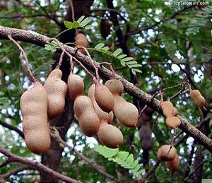 Tamarindo: 3 Sementes