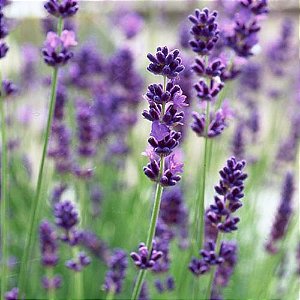 Lavanda (Alfazema) - Lavandula angustifolia - 50 Sementes