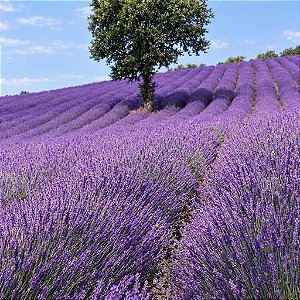 Lavanda (Alfazema) - Lavandula angustifolia - 100 Sementes
