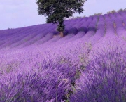 Lavanda (Alfazema) - Lavandula angustifolia - 100 Sementes