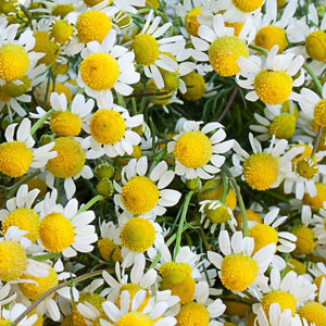 Camomila - Matricaria recutita: 100 Sementes