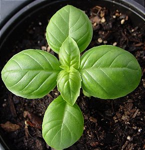 Manjericão Italiano - Ocimum basilicum - 100 Sementes