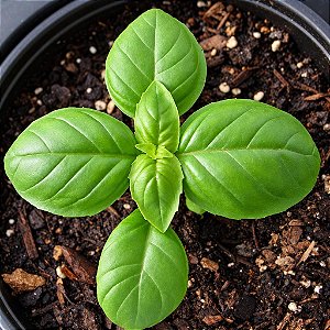 Manjericão Italiano - Ocimum basilicum - 100 Sementes