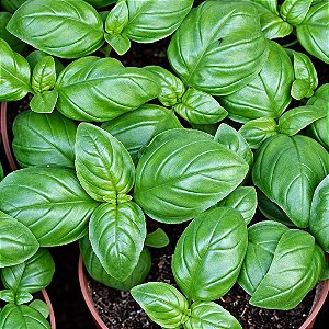 Manjericão Italiano - Ocimum basilicum - 500 Sementes