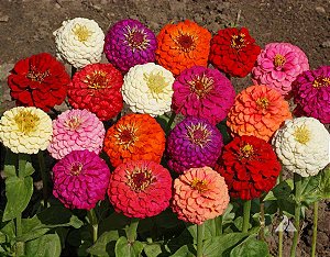 Zinnia Sortida Gigante da Califórnia: 50 Sementes