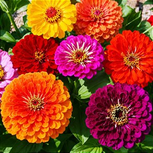 Zinnia Sortida Gigante da Califórnia: 100 Sementes