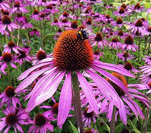 Echinacea pallida (Coneflower) - 10 Sementes