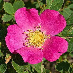 Rosa Selvagem - Rosa woodsii - 5 Sementes