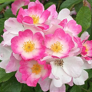 Rosa Selvagem - Rosa woodsii - 5 Sementes