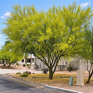 Palo Verde - Parkinsonia florida - 5 Sementes