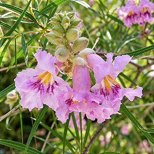 Salgueiro do Deserto - Chilopsis linearis - 5 Sementes