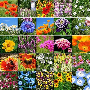Mix de Flores Sortidas: 3000+ Sementes