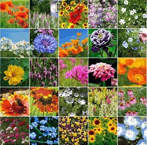 Mix de Flores Sortidas: 3000+ Sementes