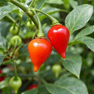 Pimenta Biquinho - Capsicum chinense - 200 Sementes