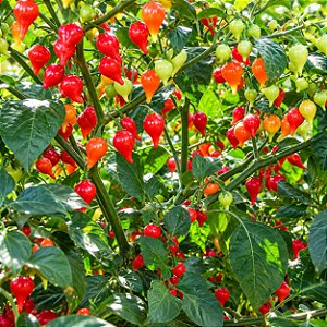 Pimenta Biquinho - Capsicum chinense - 400 Sementes
