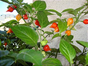 Pimenta Biquinho - Capsicum chinense - 400 Sementes