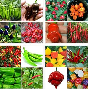 Pimentas Sortidas: 1000 Sementes