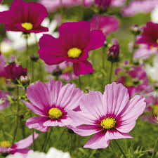 Cosmea Sortida: 50 Sementes