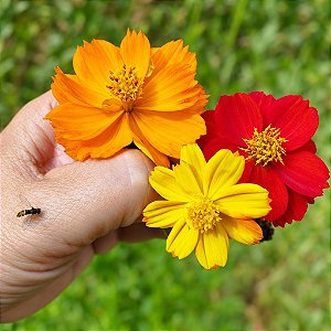 Cosmea Sortida: 100 Sementes
