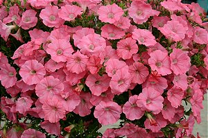 Petúnia Eagle Salmão - 50 Sementes