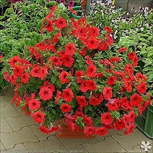 Petúnia Picobella Red - 50 Sementes