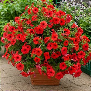 Petúnia Picobella Red - 50 Sementes