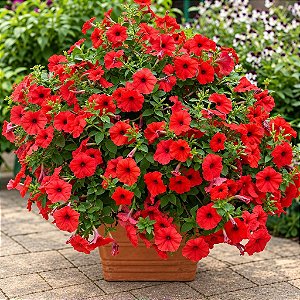 Petúnia Picobella Red - 50 Sementes