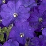 Petúnia MID BLUE - 50 Sementes
