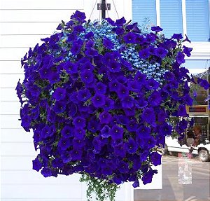 Petúnia Azul (Eagle Blue) - 50 Sementes