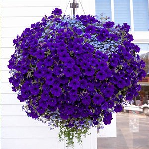 Petúnia Azul (Eagle Blue) - 50 Sementes