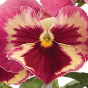 Amor Perfeito Morango Dinamite - Viola tricolor: 15 Sementes