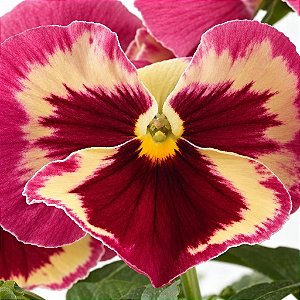 Amor Perfeito Morango Dinamite - Viola tricolor: 15 Sementes