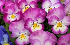 Amor Perfeito Lilás Radiance - Viola tricolor: 15 Sementes