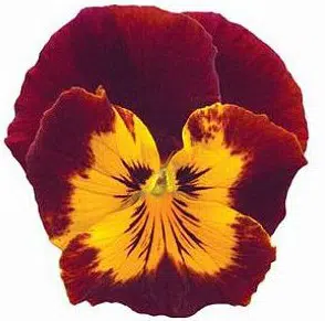 Amor Perfeito Vinho Ultimate Baron - Viola tricolor: 15 Sementes