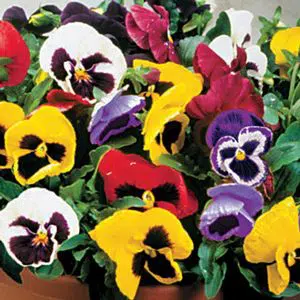 Amor Perfeito Sortido Supreme - Viola tricolor: 15 Sementes