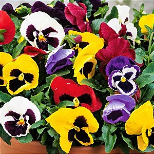Amor Perfeito Sortido Supreme - Viola tricolor: 15 Sementes