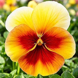 Amor Perfeito Dourado Ultimate Beacon - Viola tricolor: 15 Sementes