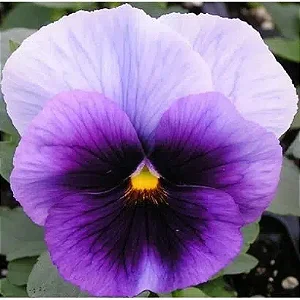 Amor Perfeito Roxo Ultimate Beacon - Viola tricolor: 15 Sementes