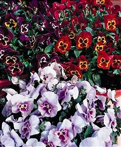 Amor Perfeito Sortido Ultimate Baron - Viola tricolor: 15 Sementes