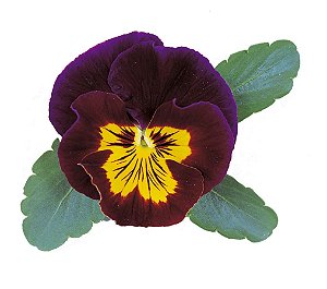 Amor Perfeito Mogno Ultimate Baron - Viola tricolor: 15 Sementes