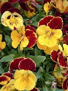 Amor Perfeito Vermelho e Amarelo Ultimate - Viola tricolor: 15 Sementes
